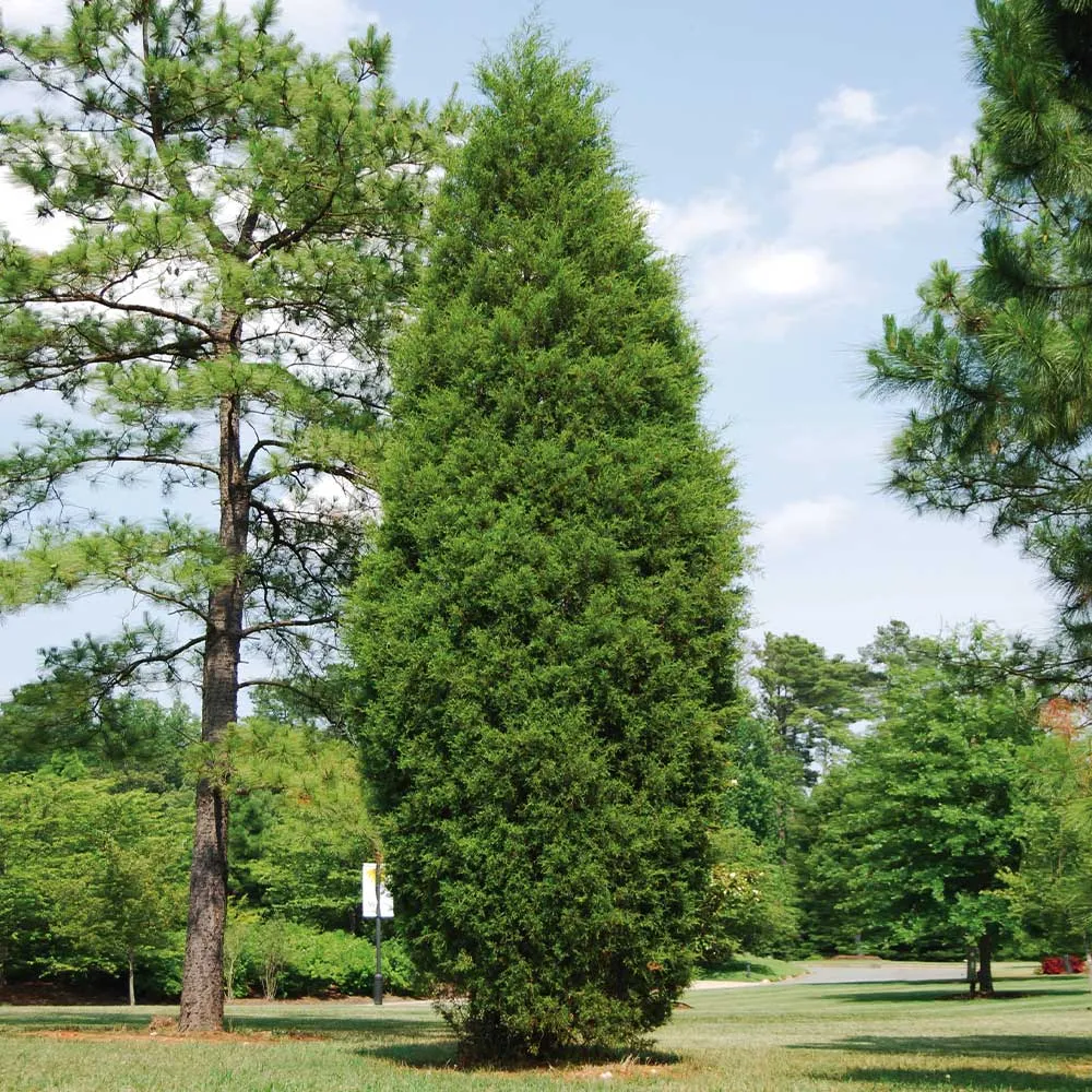 Brodie Eastern Red Cedar Tree - Columnar Evergreen Conifer