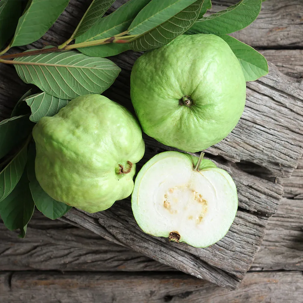 Psidium Guajava White Flesh Fruit Tree - Live Potted Specimen