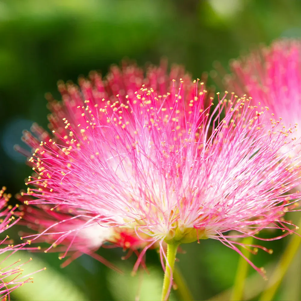 Summer Chocolate Mimosa Tree (Albizia julibrissin) - Ornamental Deciduous Tree 2