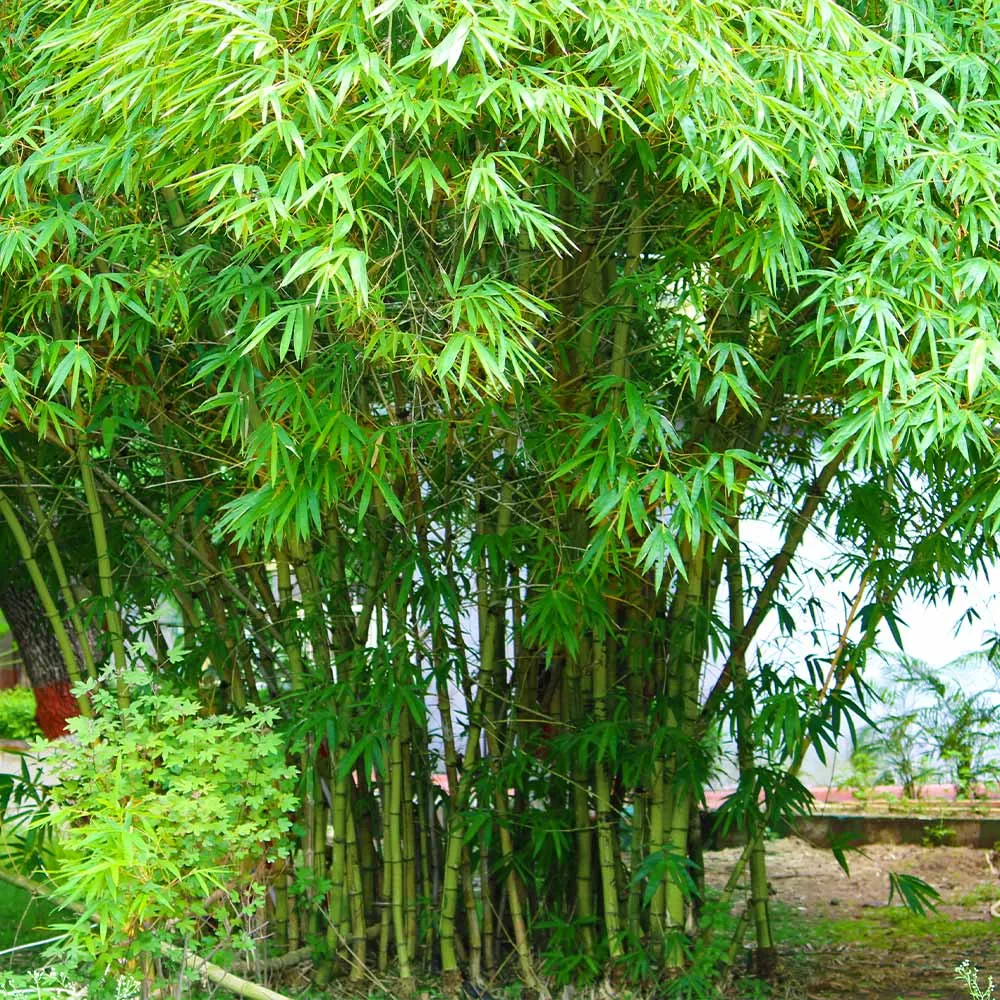 Graceful Bamboo Natural Home Decor Accessory 2