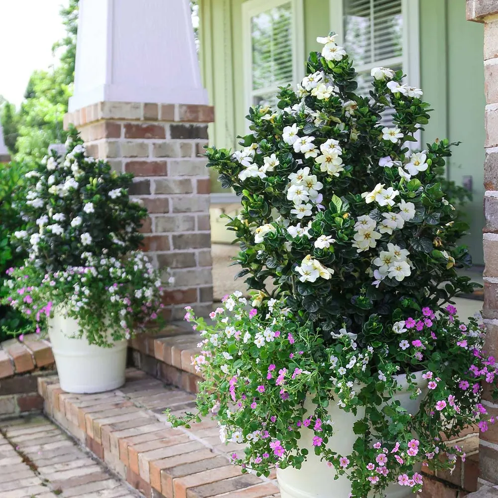 Diamond Spire® Gardenia Upright Evergreen Flowering Shrub