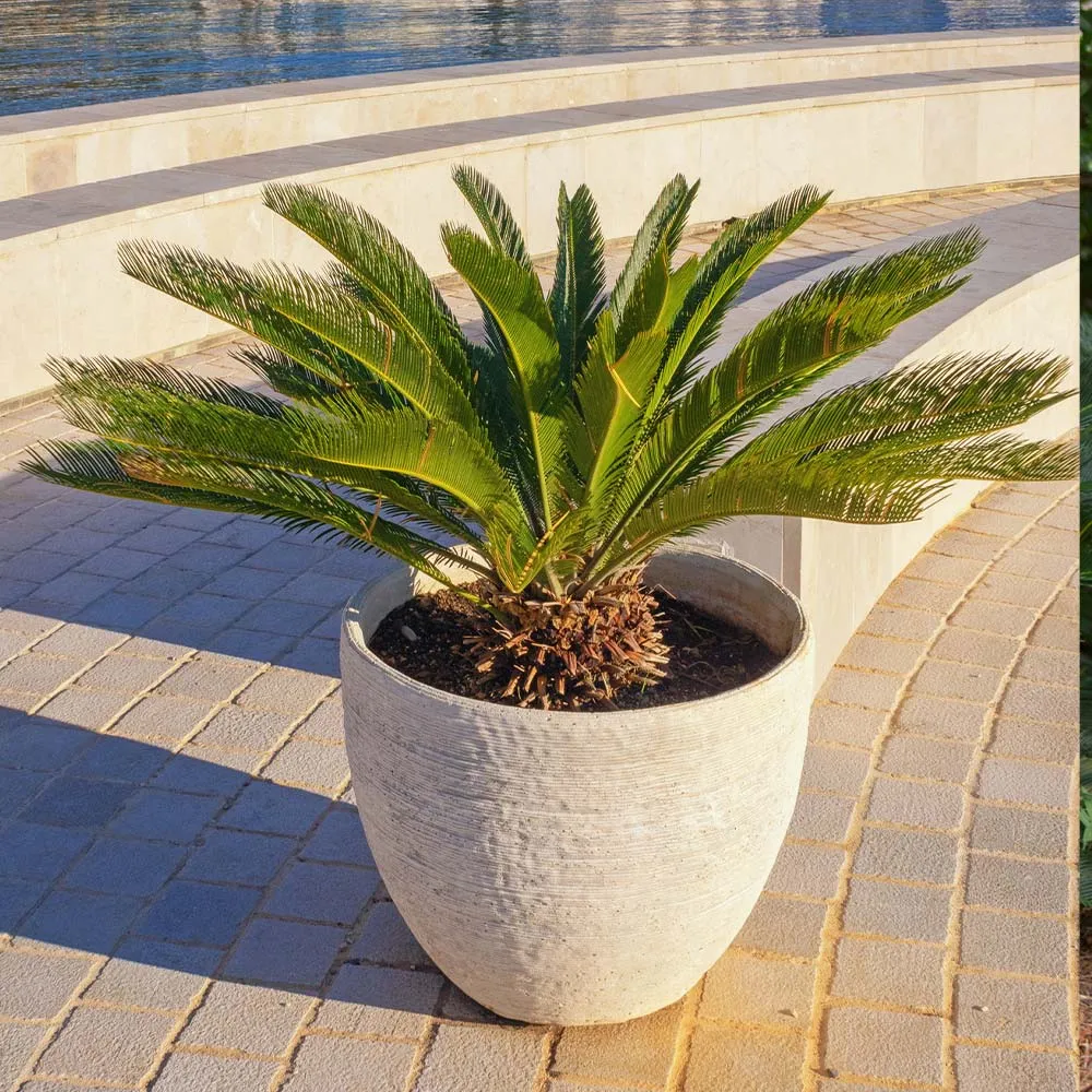Artificial Sago Palm Tree - Realistic Faux Cycad Plant for Indoor Decoration 2
