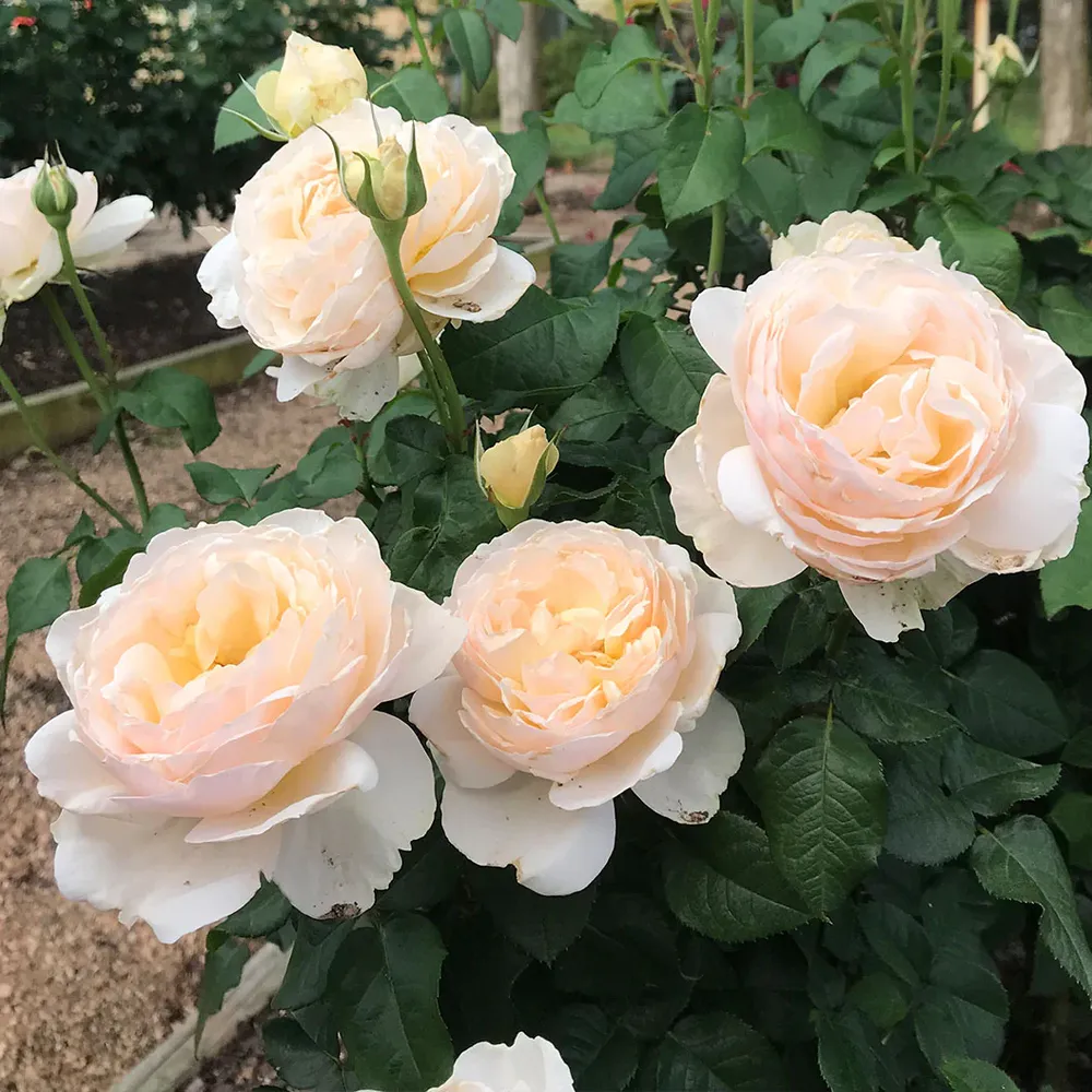 Moonlight in Paris® Rose Shrub - Fragrant Floribunda Garden Plant 2