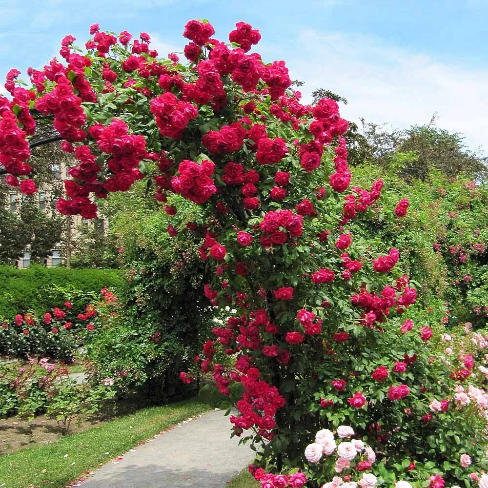 Blaze Improved Climbing Rose Shrub - Vigorous Repeat-Blooming Red Rose