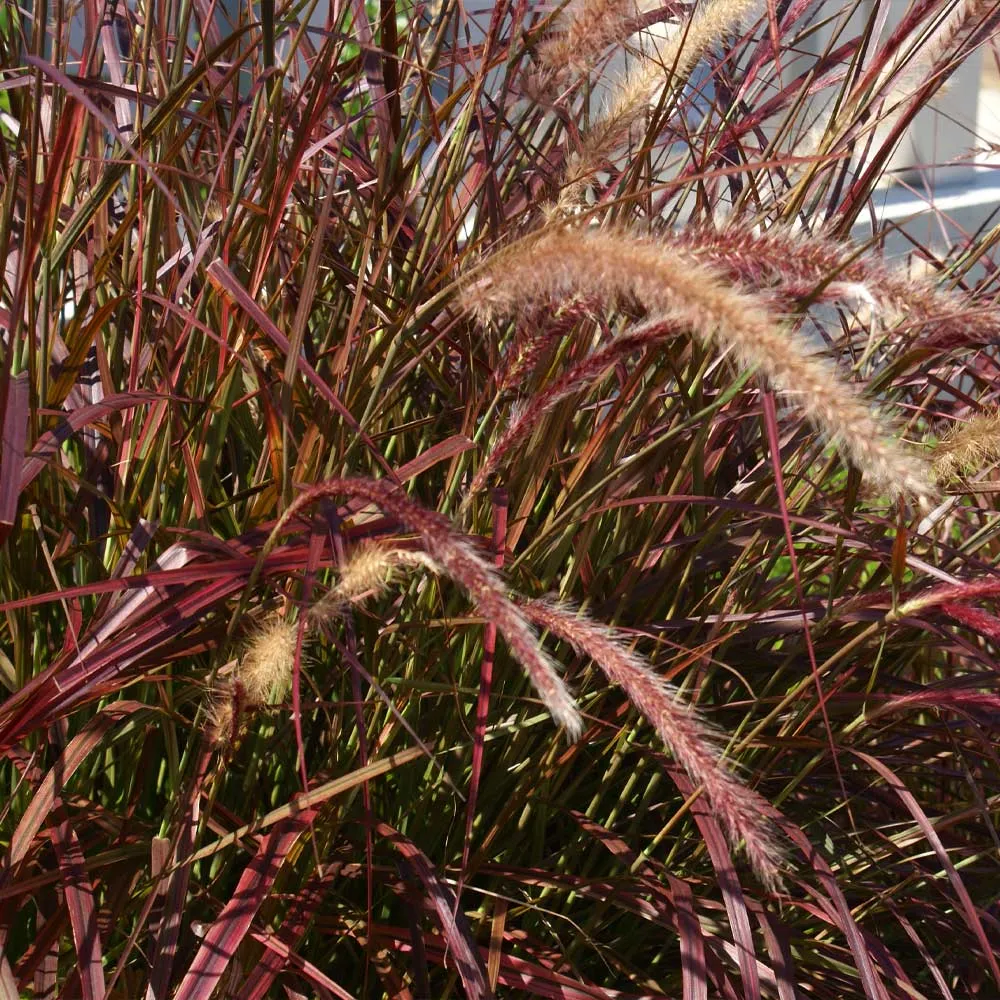 Purple Fountain Grass (Pennisetum setaceum 'Rubrum') Ornamental Perennial 1