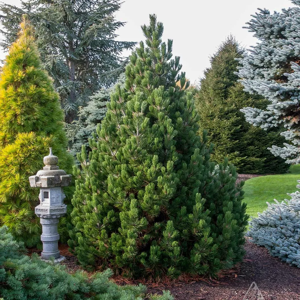 Irish Bell Bosnian Pine Tree (Pinus heldreichii)