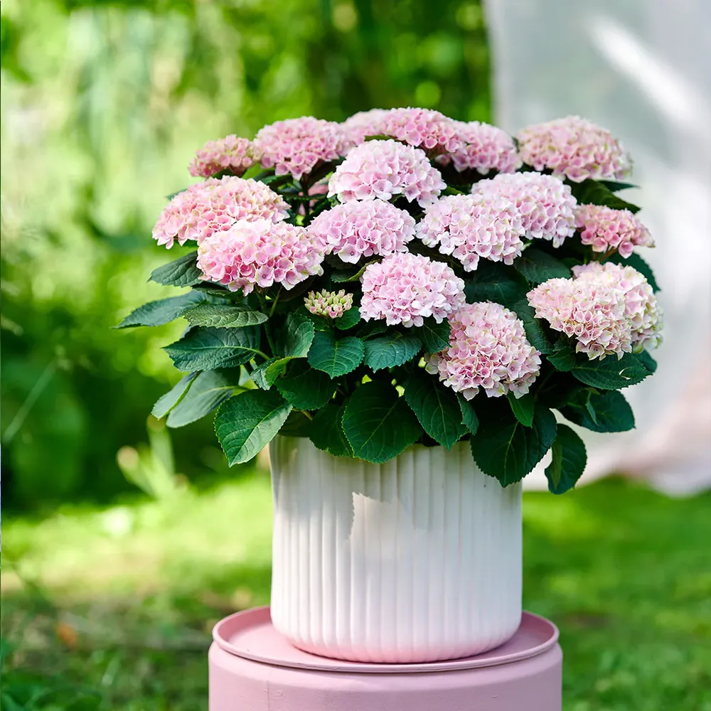 Hydrangea Magical Revolution Color-Changing Garden Shrub 2