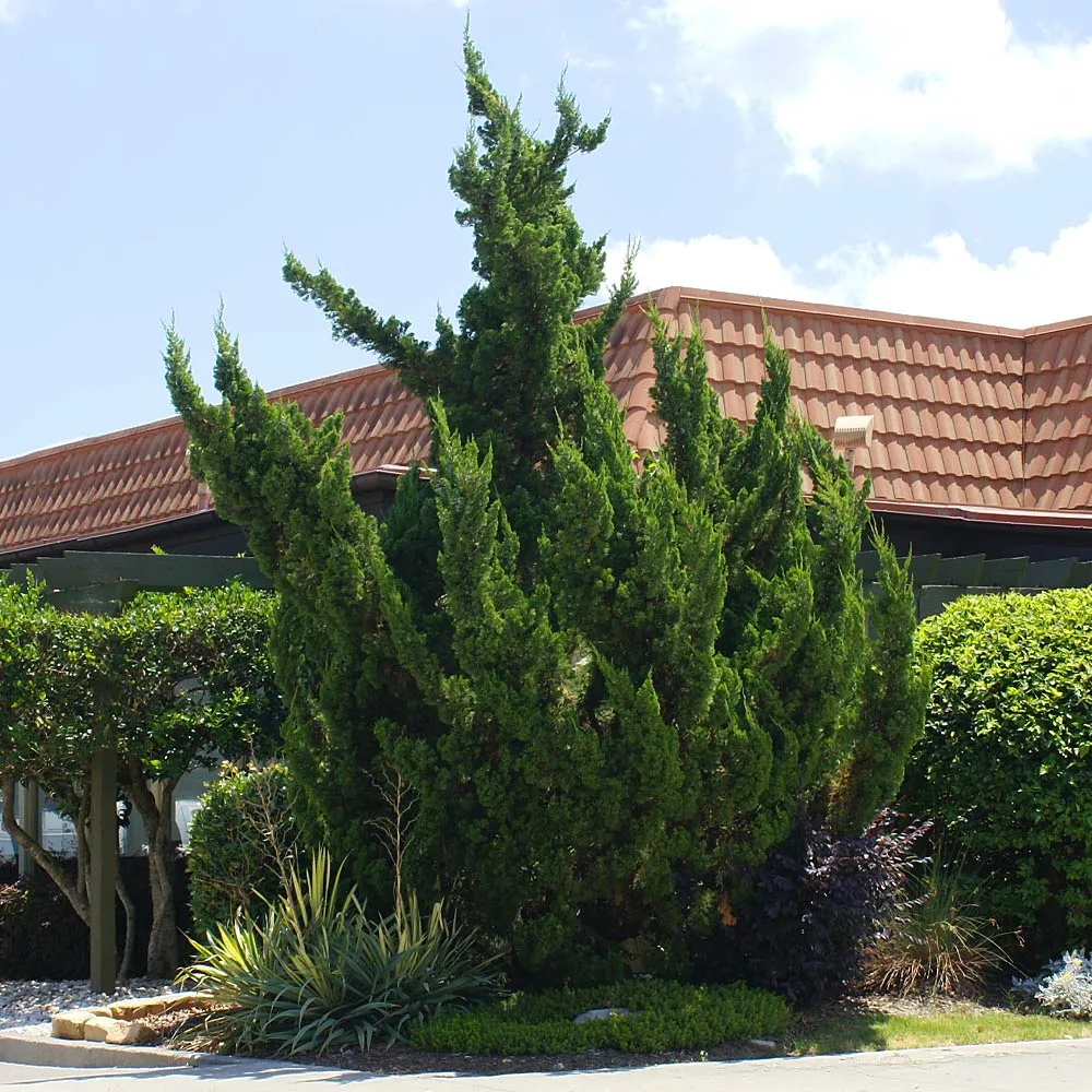 Hollywood Juniper Tree - Realistic Artificial Ornamental Evergreen 1