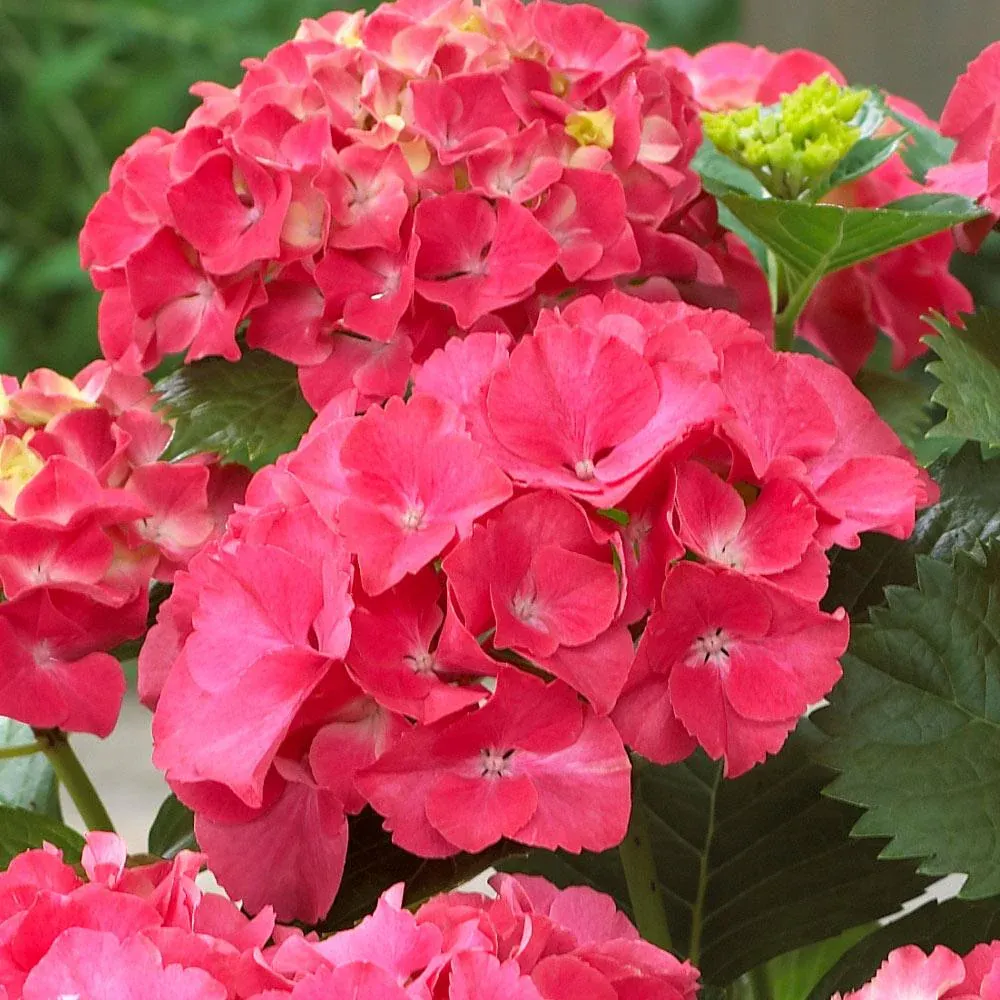 Red Sensation Hydrangea Flowering Shrub 1