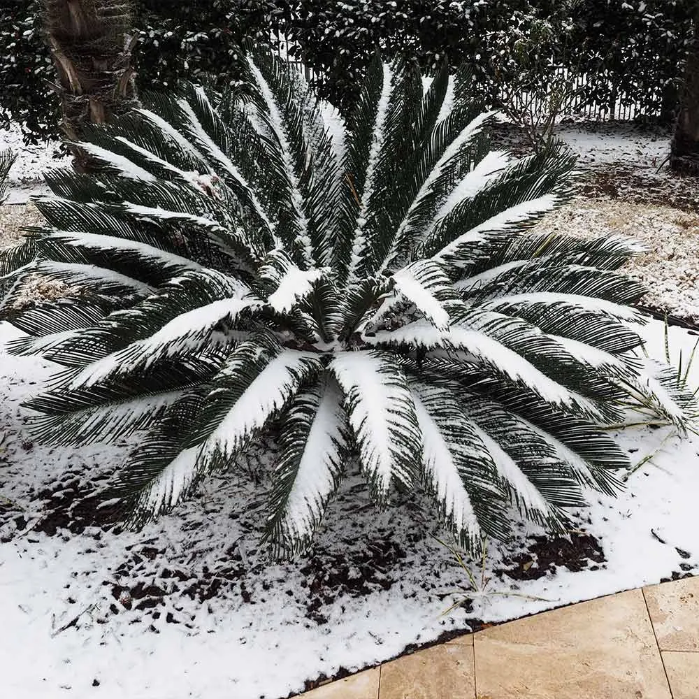 Artificial Sago Palm Tree - Realistic Faux Cycad Plant for Indoor Decoration 5