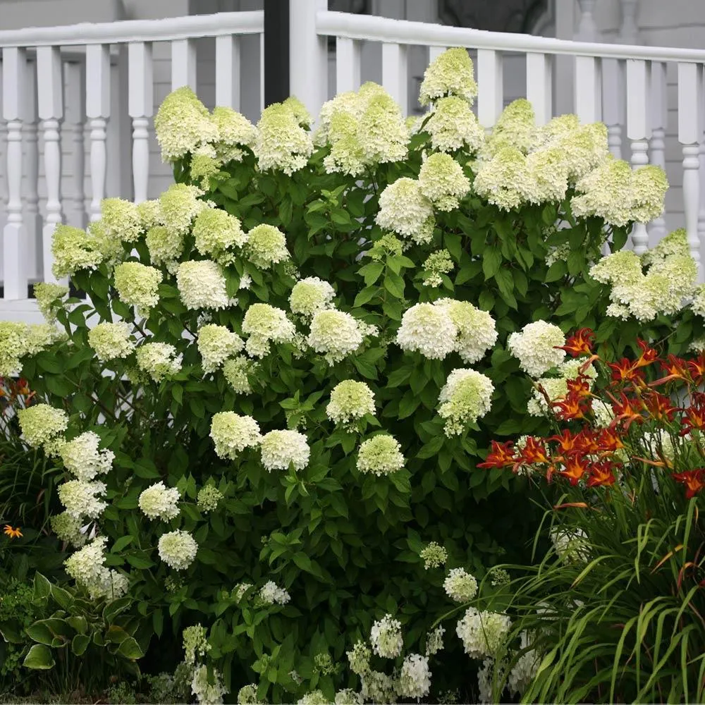 Proven Winners® Limelight Hydrangea Shrub - Hardy Panicle Hydrangea