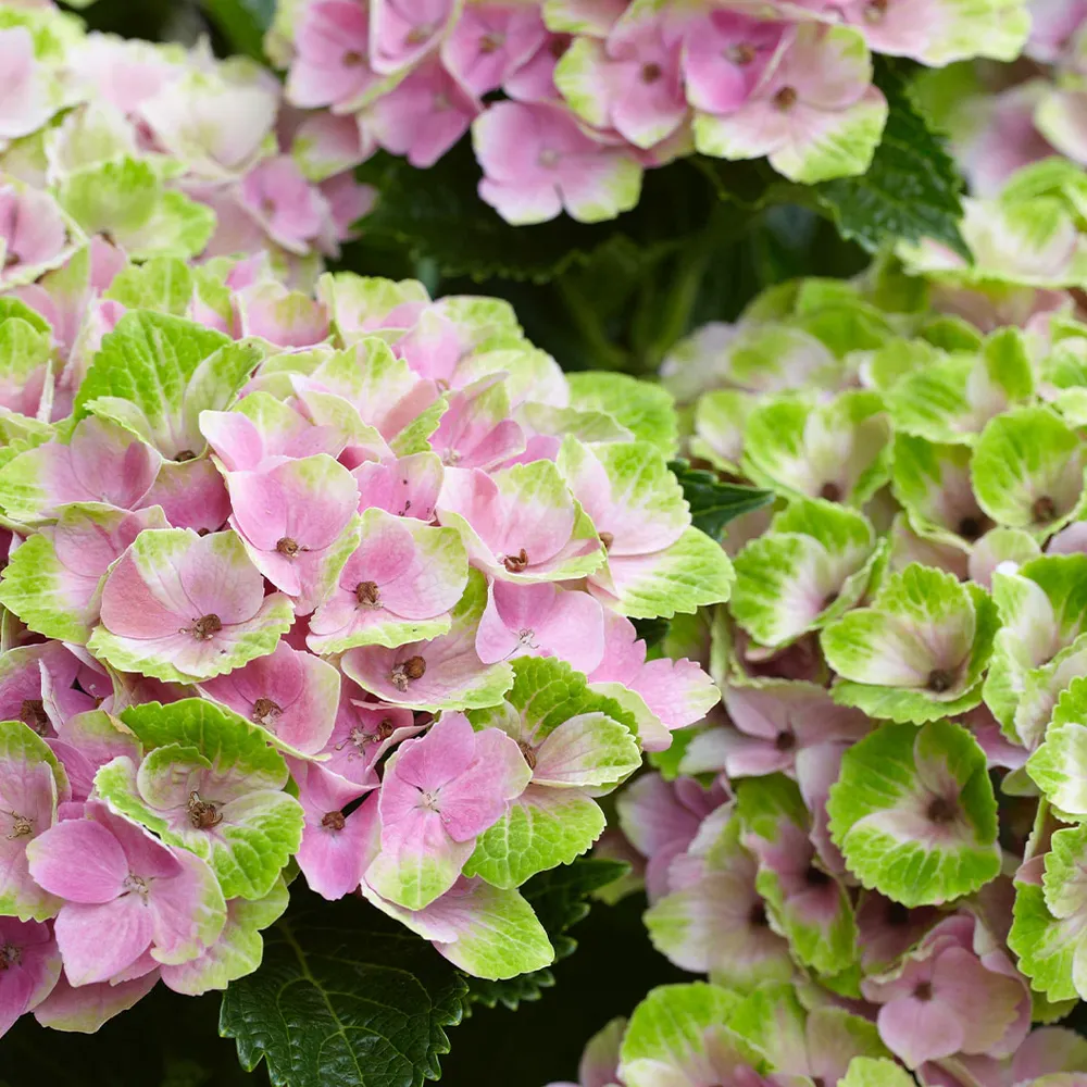 Hydrangea Magical® 'Amethyst' Deciduous Flowering Shrub 3