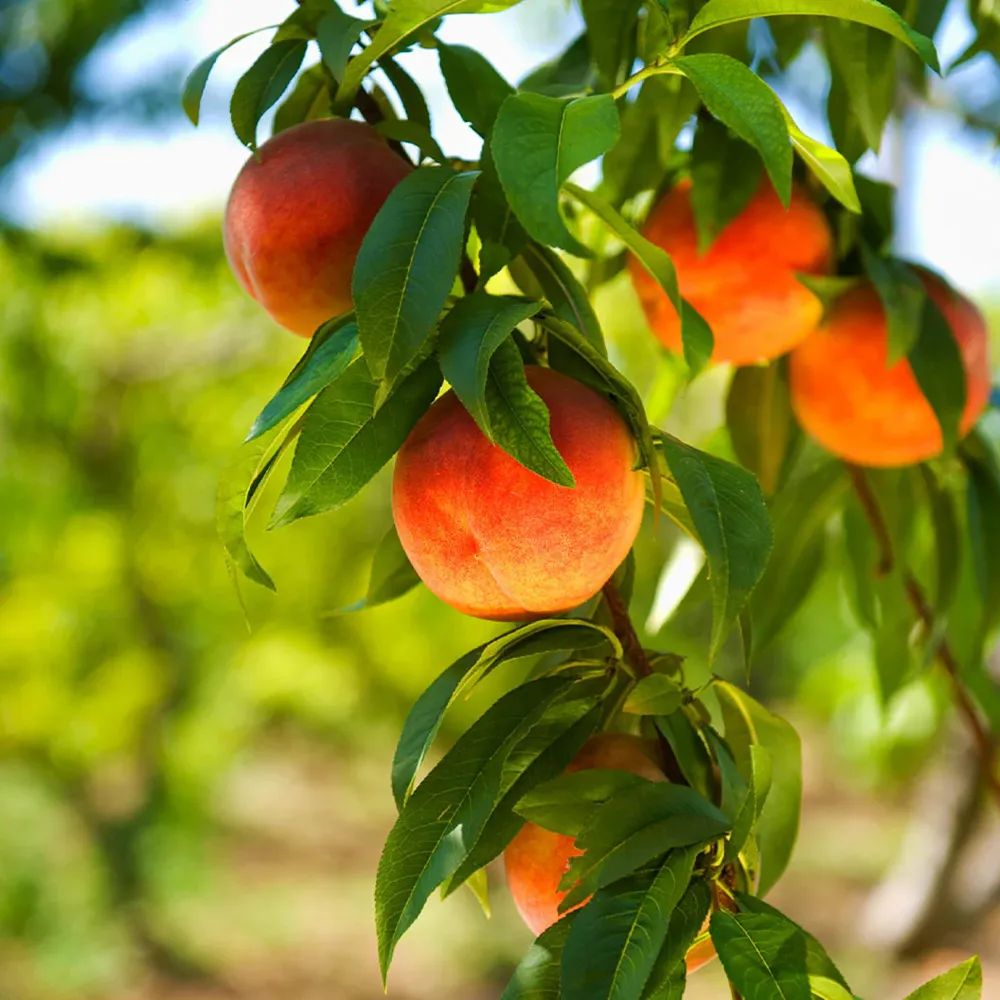 Harvester Peach Tree - Productive Fruit-Bearing Tree for Home Orchards