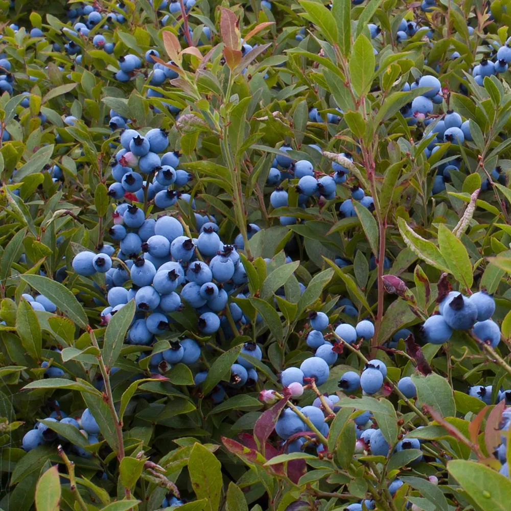 Garden District Candelabra® Highbush Blueberry Bush 1