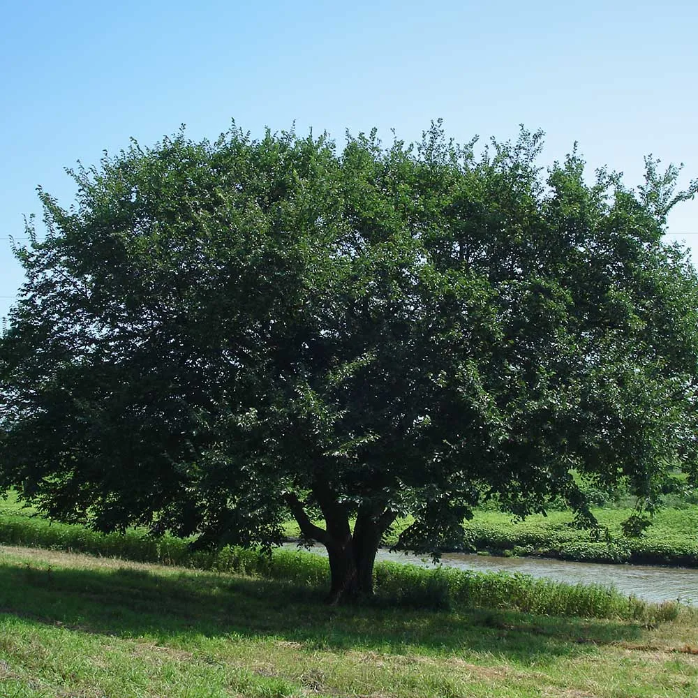Prairie Expedition® Elm Tree - Realistic Decorative Artificial Plant for Indoor Spaces