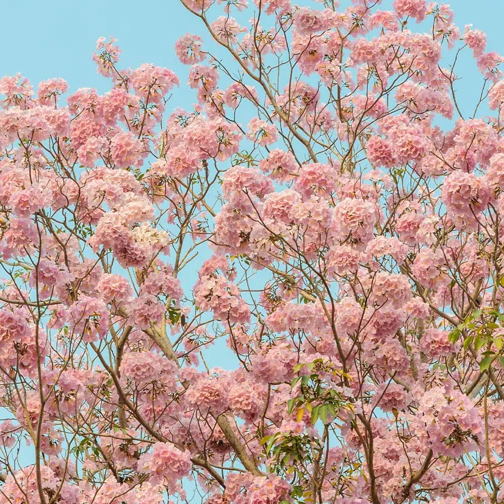 Pink Trumpet Tree (Handroanthus heptaphyllus) Ornamental Flowering Tree Seeds 2