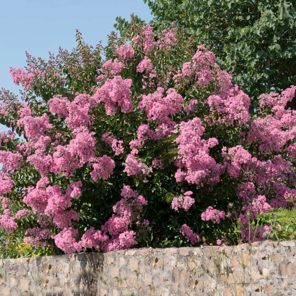 Hopi Crape Myrtle (Lagerstroemia indica x fauriei) Flowering Ornamental Tree 1