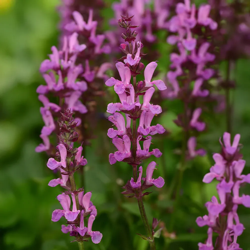 Marvel Rose Salvia Perennial Flowering Plant 1