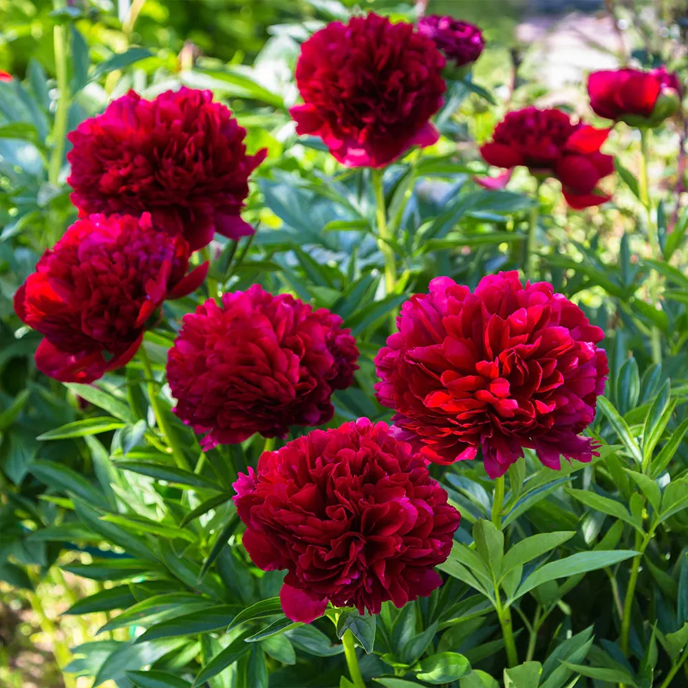 Red Charm Peony Artificial Floral Decoration