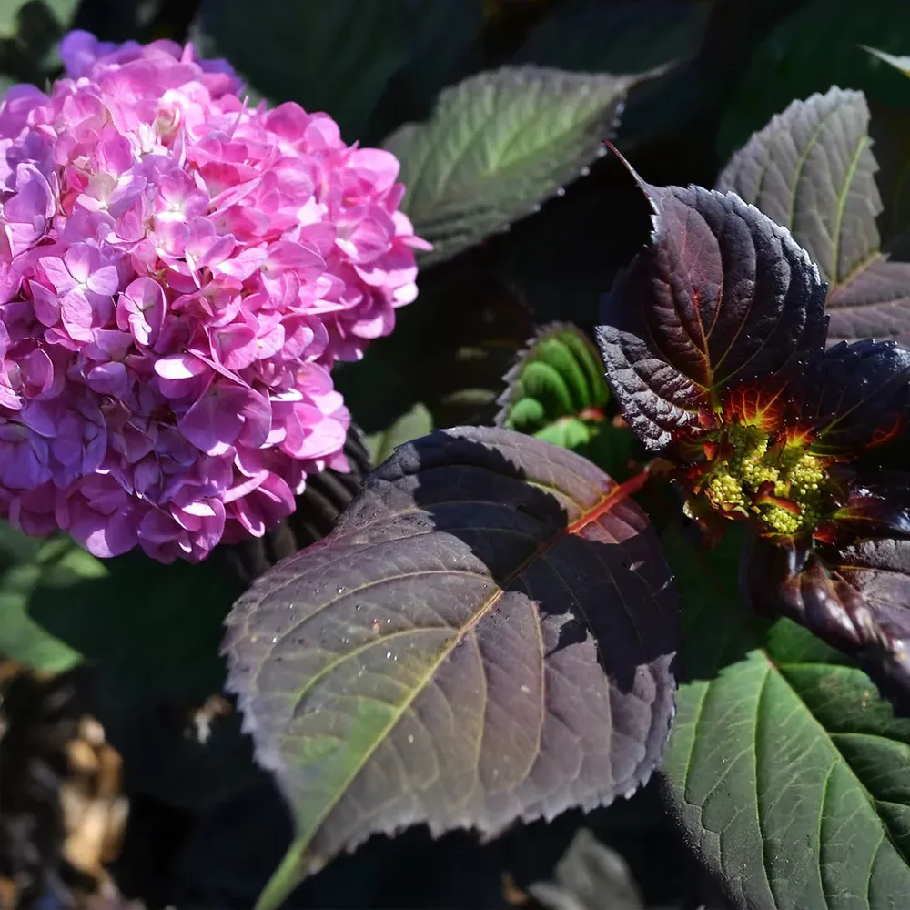 Midnight Rider™ Hydrangea Bush - Deep Purple Flowering Garden Shrub 1