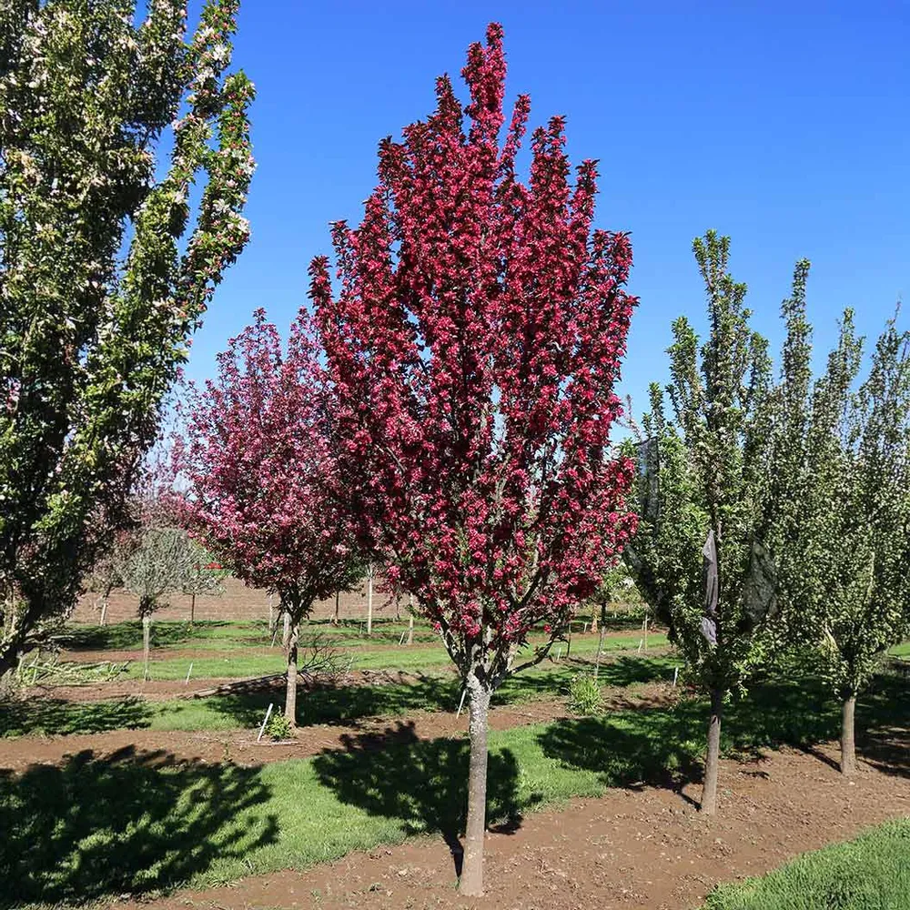 Raspberry Spear® Crabapple Tree - Columnar Ornamental Flowering Tree