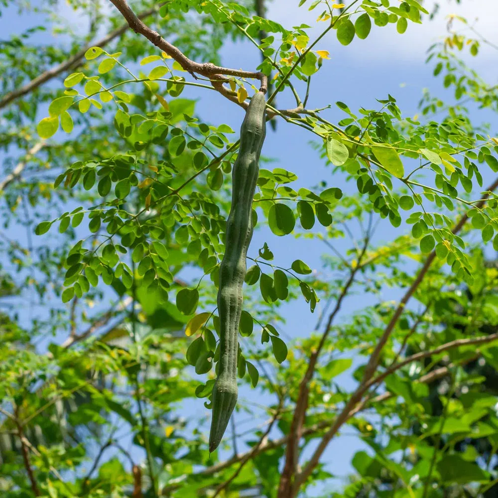Moringa Tree Live Botanical Specimen for Home and Garden Cultivation 1
