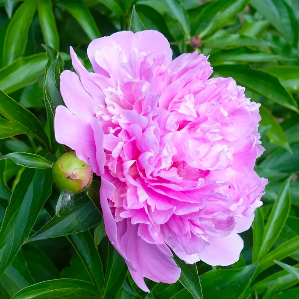 Mr. Ed Peony Decorative Floral Ornament for Home Interior