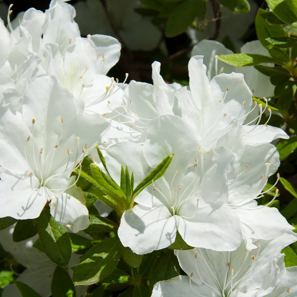 Delaware Valley White Azalea Evergreen Flowering Shrub