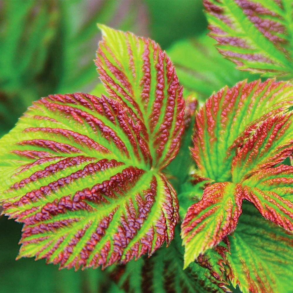 Bushel and Berry® Raspberry Shortcake® Dwarf Thornless Raspberry Bush 1
