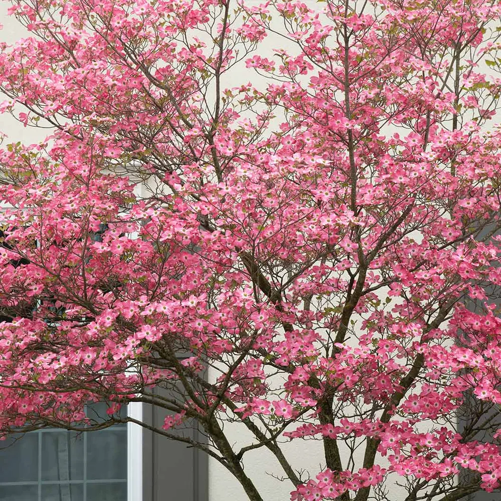 Prairie Pink Dogwood Tree (Cornus florida) 1