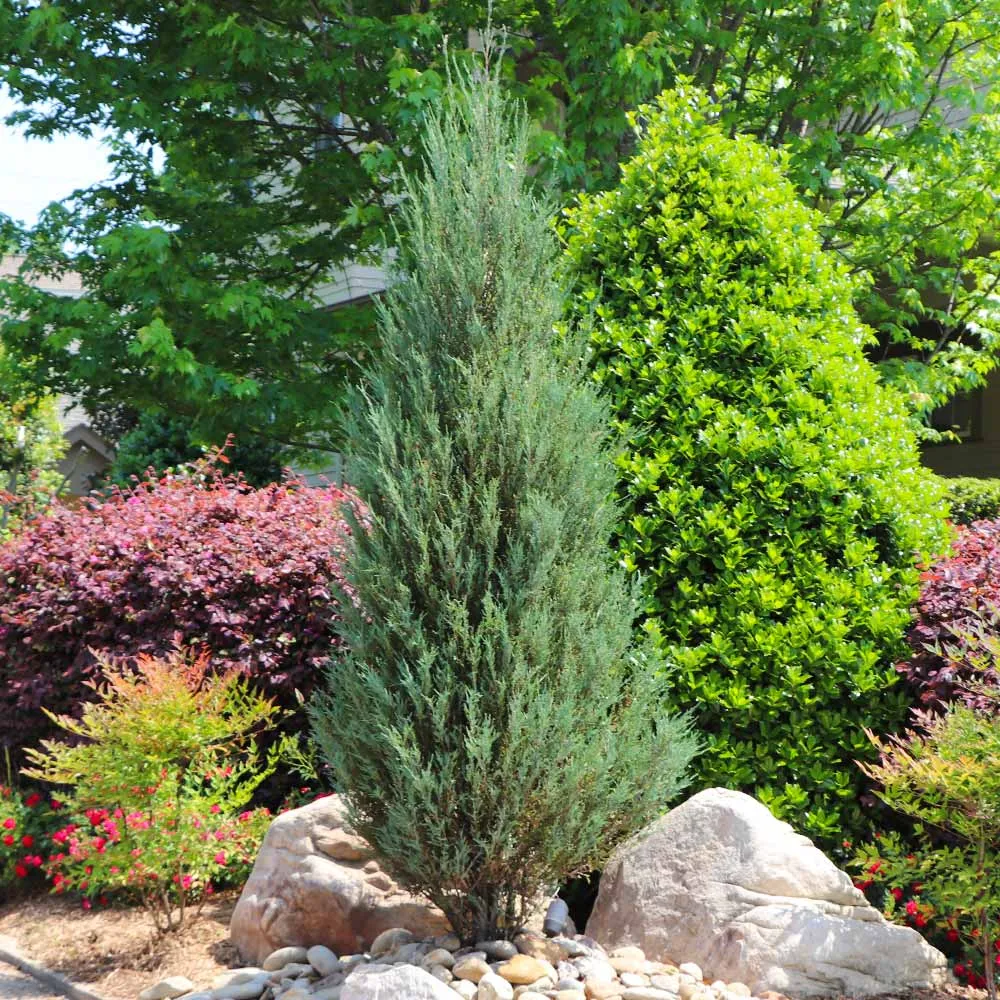 Skyrocket Juniper Columnar Evergreen Shrub 3