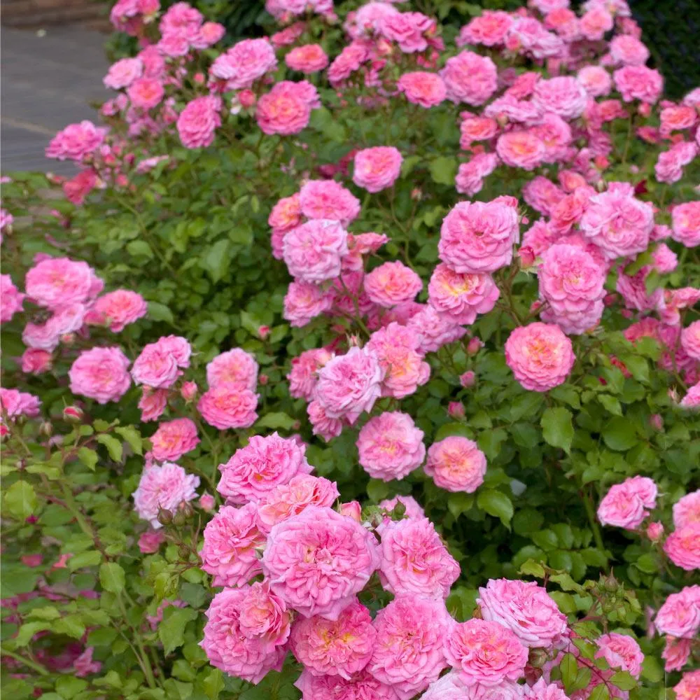 Sweet Drift® Rose - Compact Groundcover Shrub Rose 1
