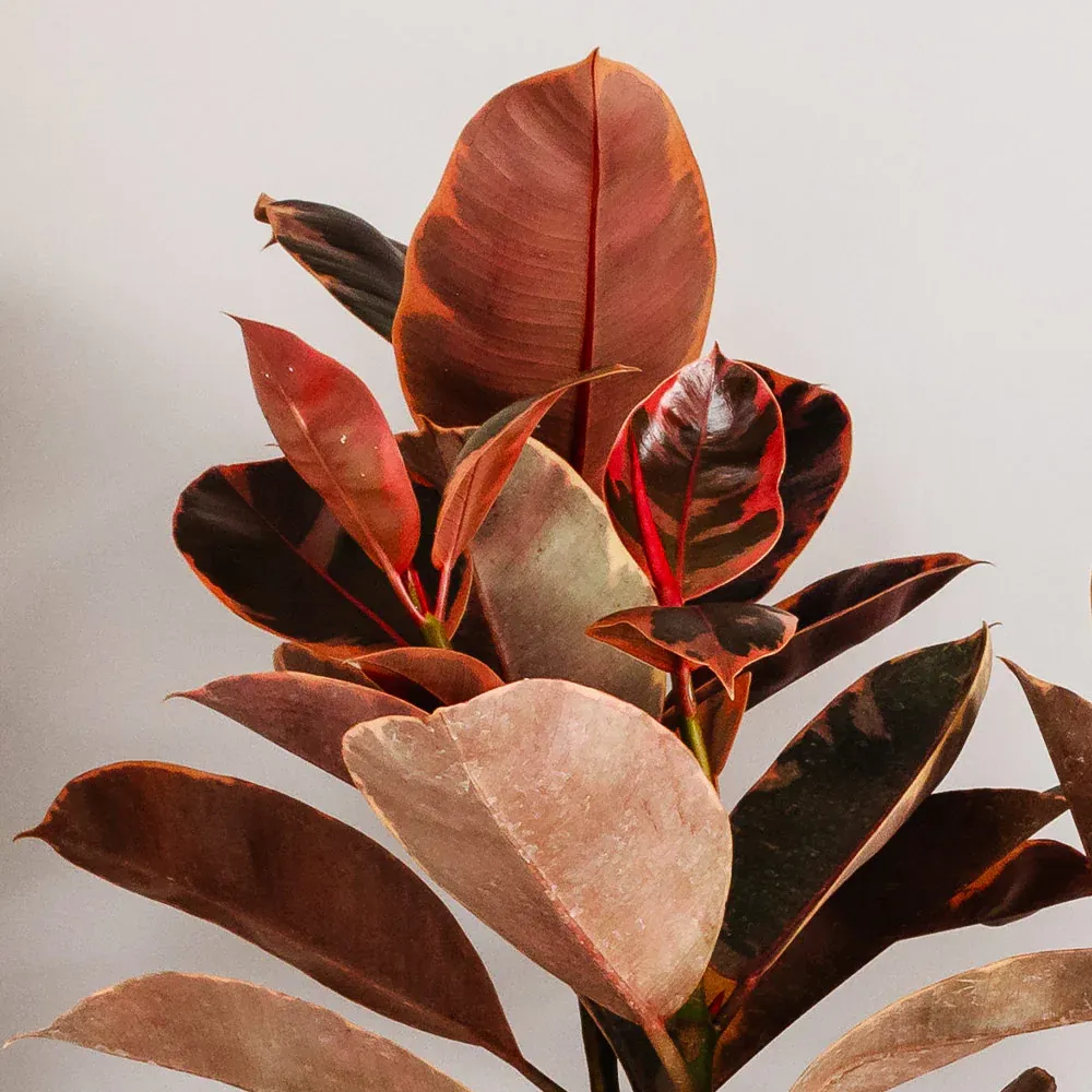 Ficus Ruby Variegated Rubber Plant - Indoor Ornamental Foliage 3