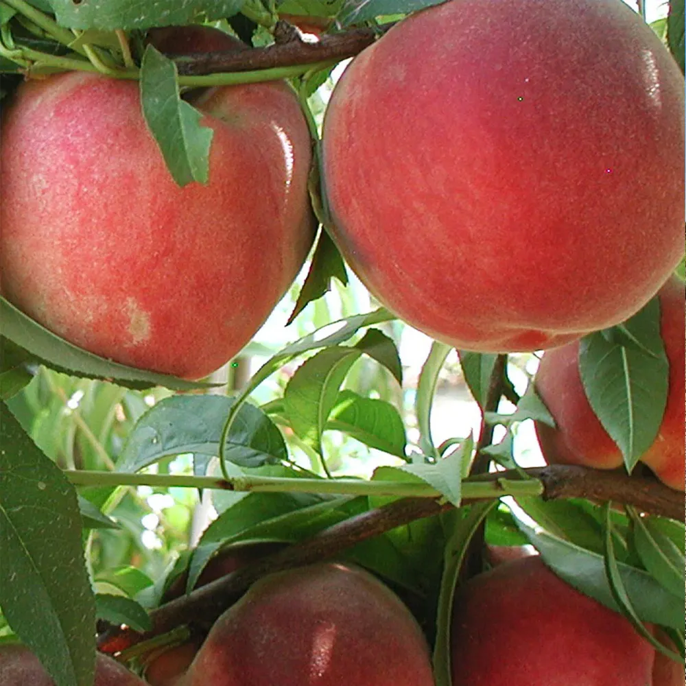Blushing Pearl™ Columnar Peach Tree - Compact Vertical Fruit Tree