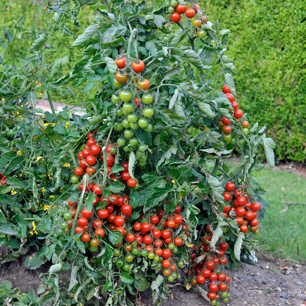 Sweet Tomato Plant Growing Container with Integrated Support System 1