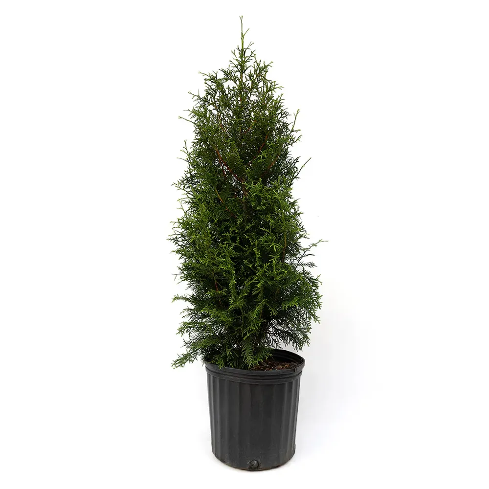 Sugar and Spice™ Thuja Evergreen Landscape Shrub 2
