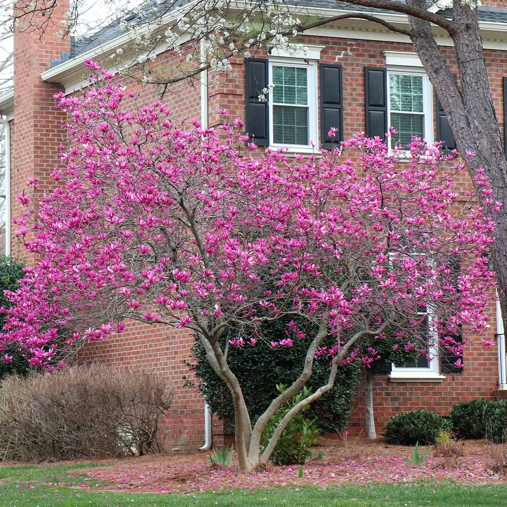 Ann Magnolia Tree - Deciduous Flowering Shrub