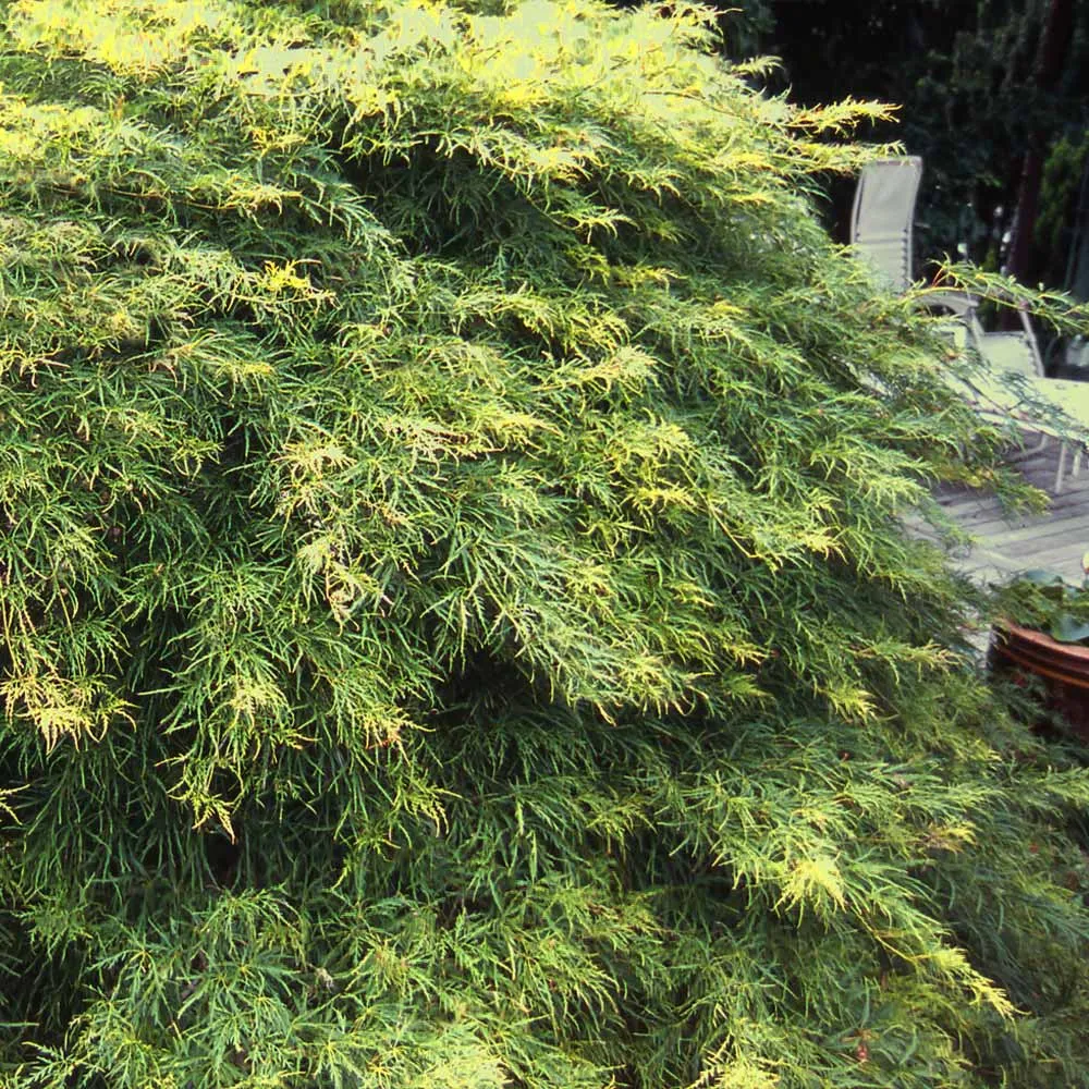 Waterfall Japanese Maple Tree - Realistic Artificial Decorative Foliage 1