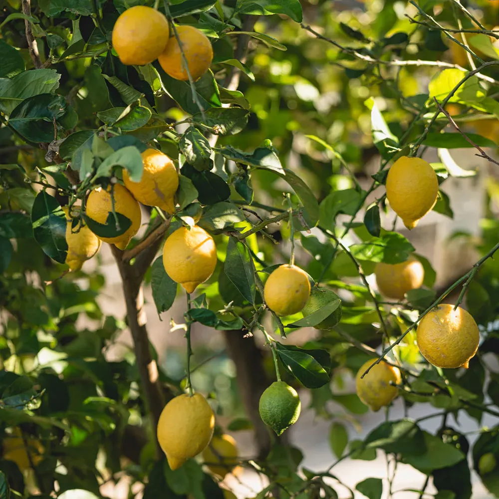 Santa Teresa Lemon Tree - Live Citrus Plant for Home and Garden 1