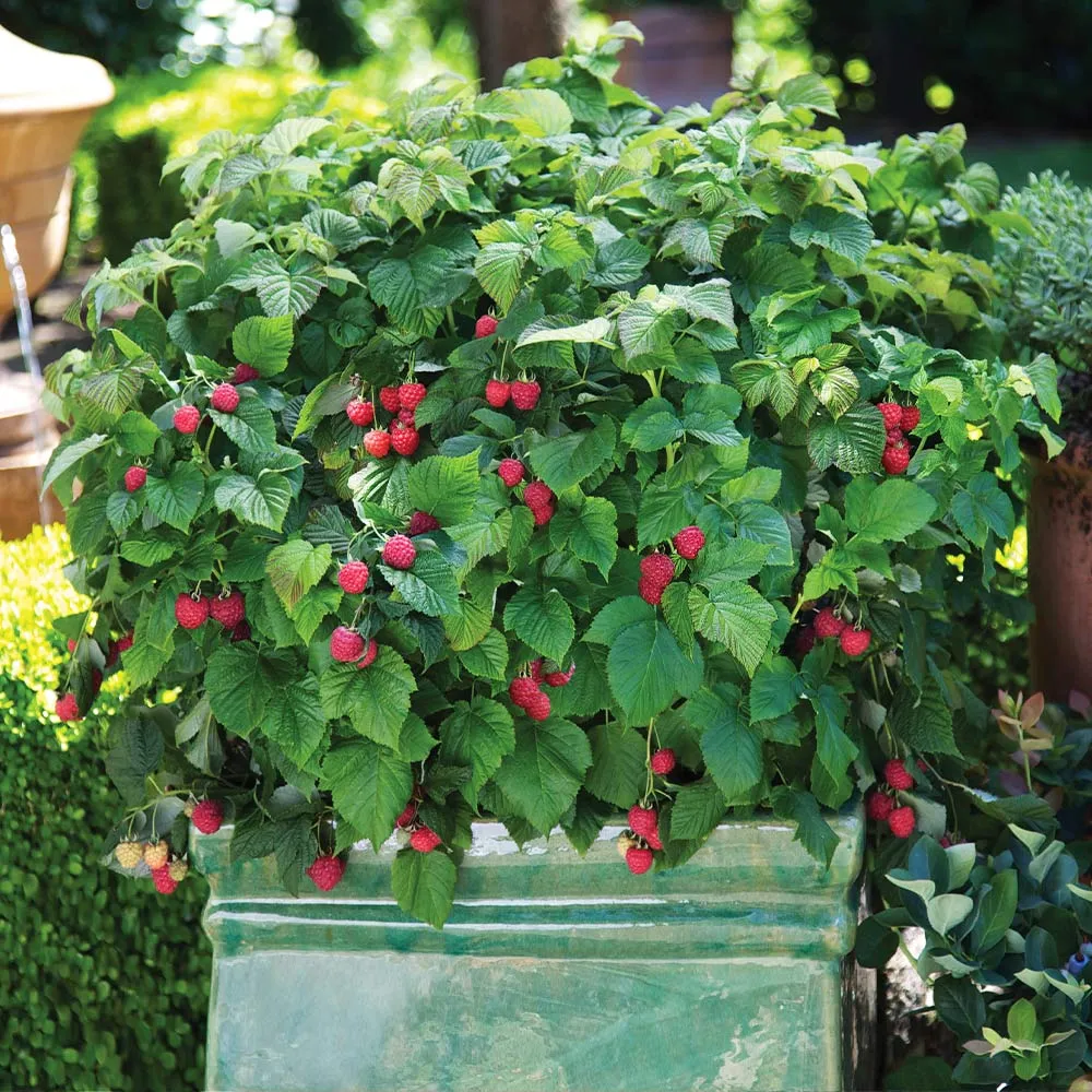Bushel and Berry® Raspberry Shortcake® Dwarf Thornless Raspberry Bush