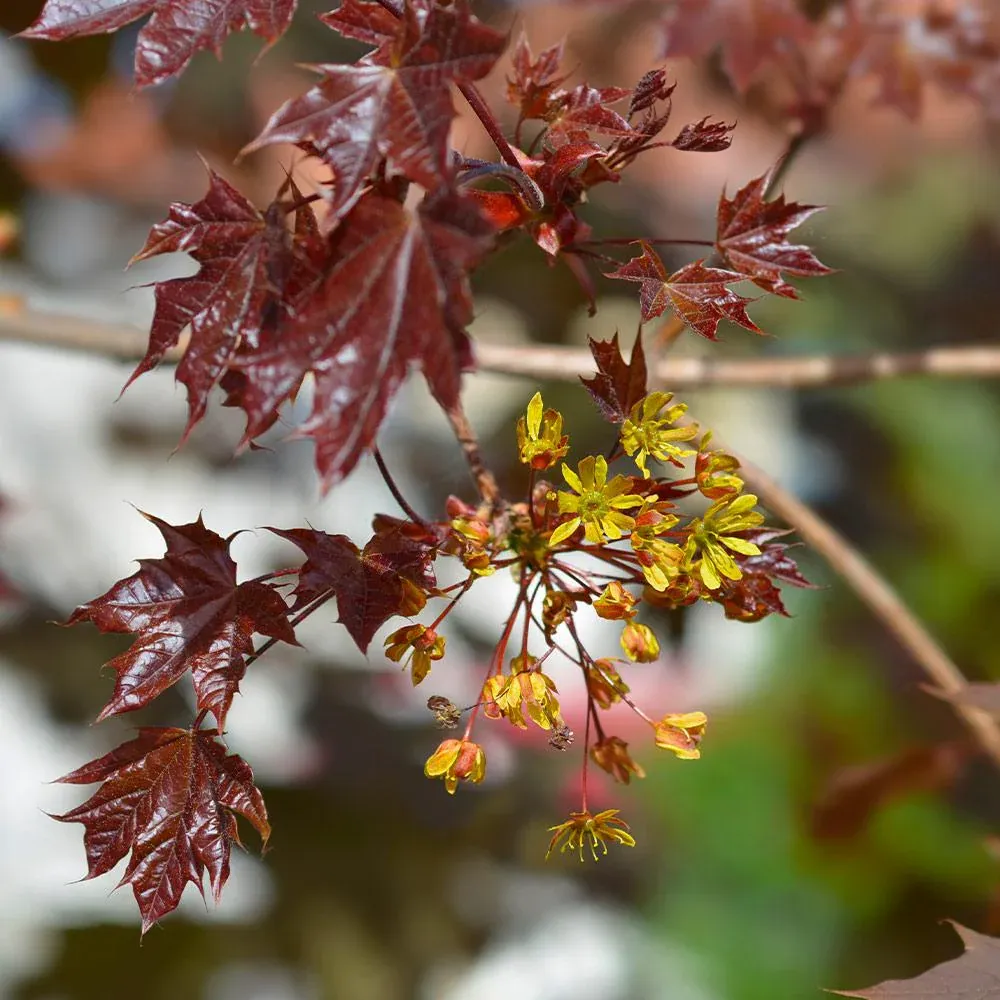 Crimson King Maple Tree (Acer platanoides 'Crimson King') 2