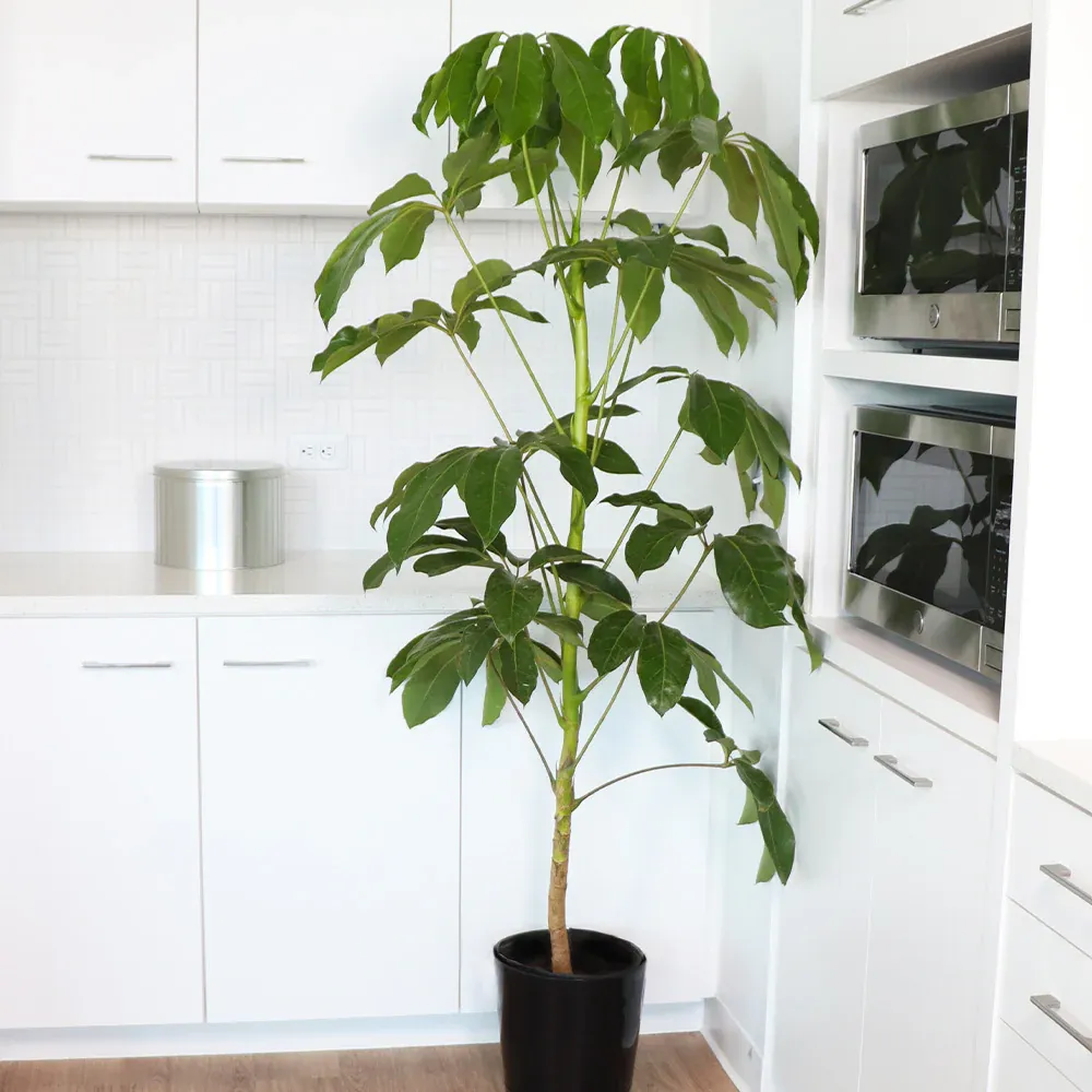 Umbrella Tree Indoor Potted Plant - Schefflera Houseplant 1