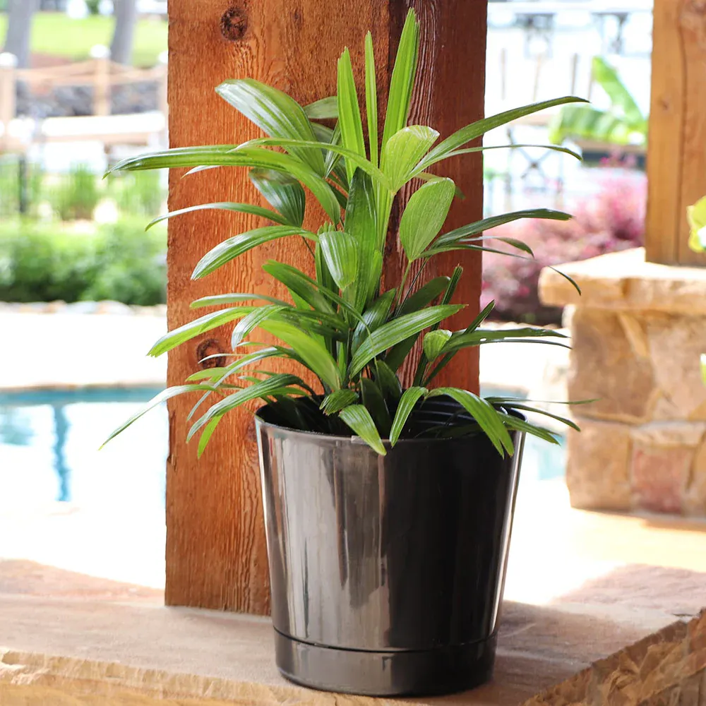 Lady Palm Tree (Rhapis Excelsa) Indoor Potted Plant 5