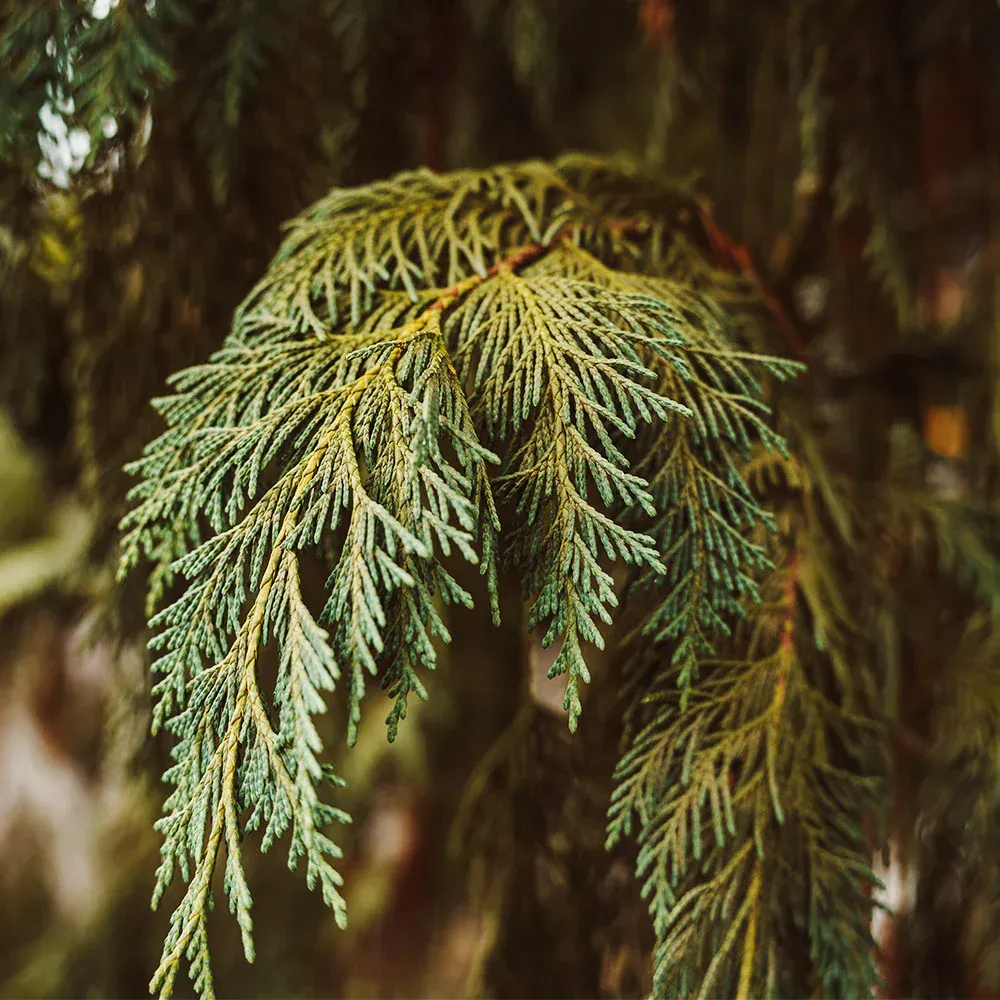 Blue Weeping Alaskan Cedar (Chamaecyparis nootkatensis 'Glauca Pendula') 1