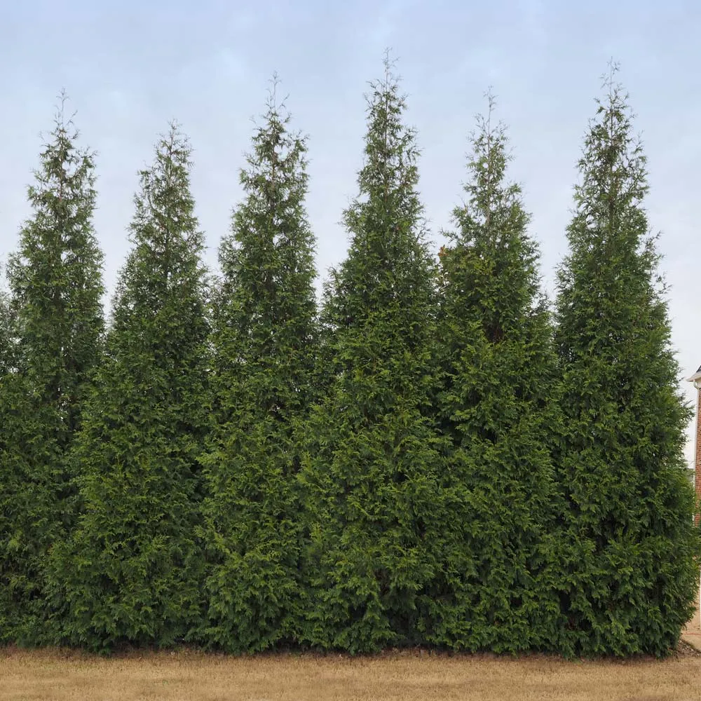 Junior Giant Thuja Tree - Evergreen Privacy Hedge and Landscape Shrub 1