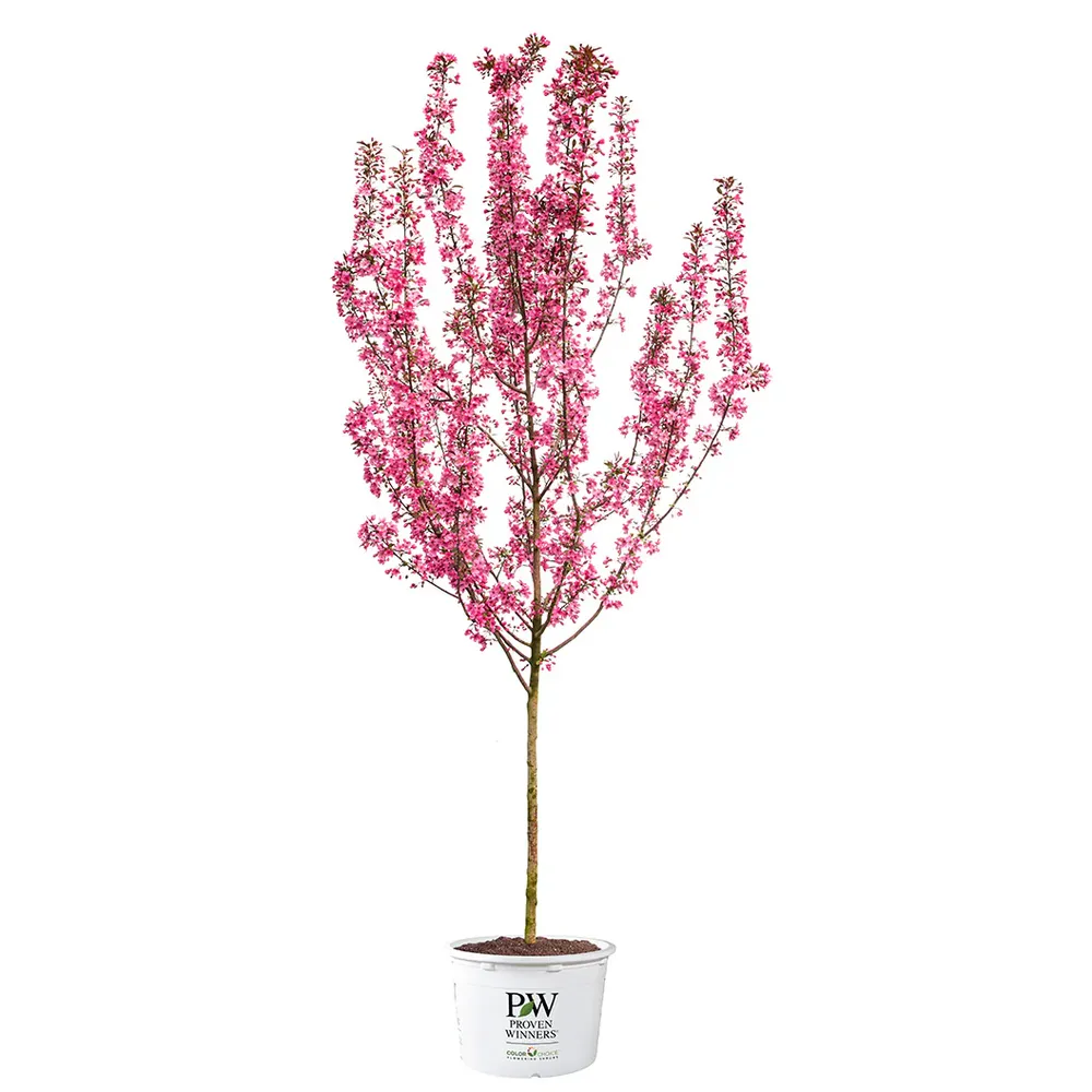 Show Time Crabapple Tree - Ornamental Spring Flowering Deciduous Tree 3