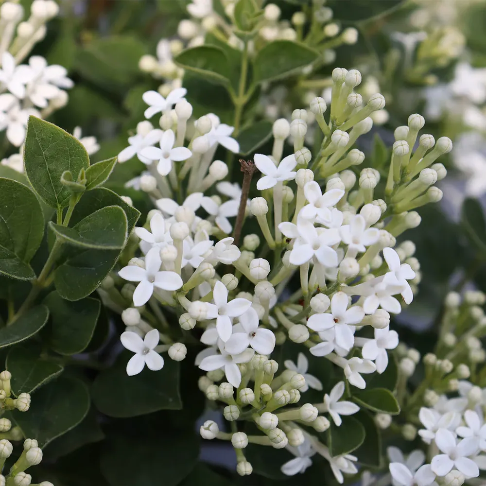 Bloomerang® Showmound™ Reblooming Compact Lilac Bush 4