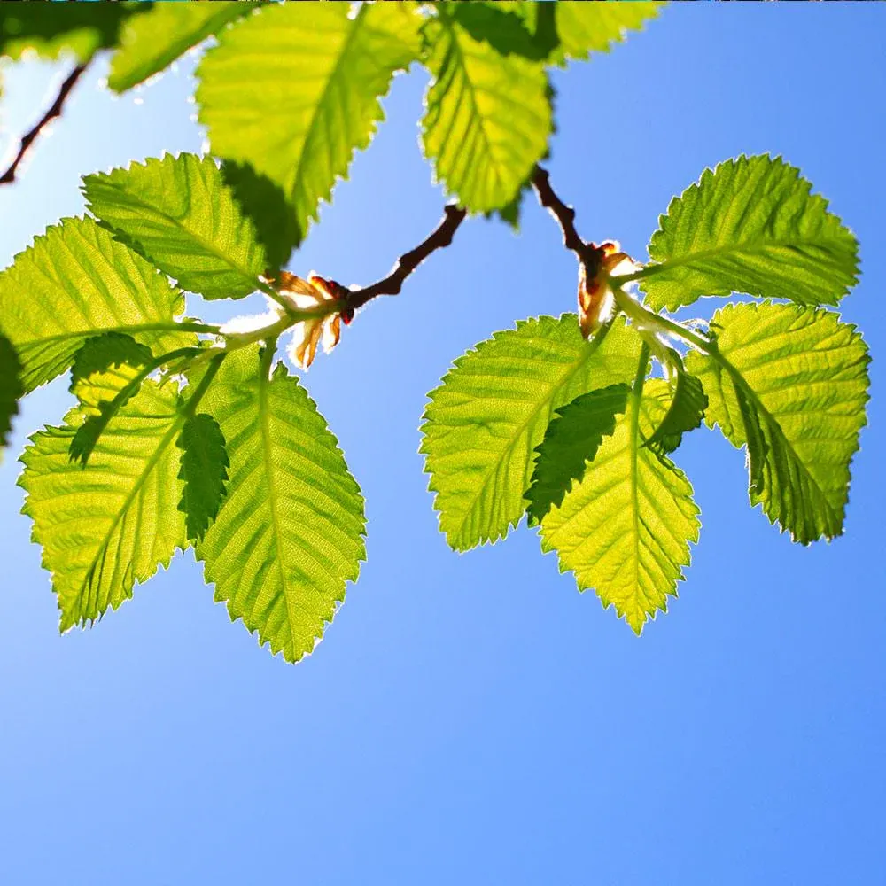 Lacebark Chinese Elm Tree (Ulmus parvifolia) Ornamental Deciduous Specimen 3