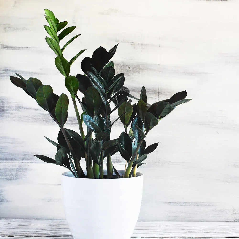 Raven ZZ Plant (Zamioculcas Zamiifolia) - Dark Foliage Indoor Houseplant