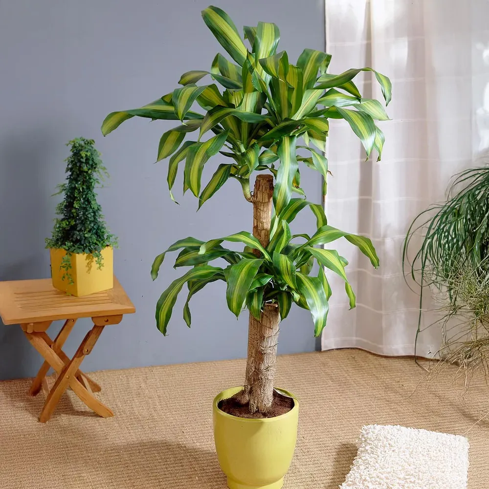 Dracaena Corn Plant - Indoor Decorative Houseplant 1